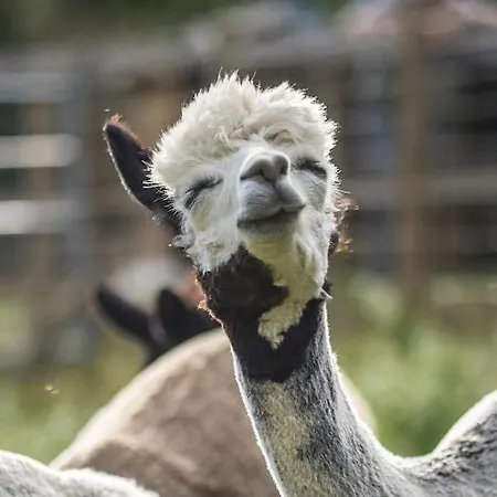 Oda ve Kahvaltı La Ferme Des Andes Quins