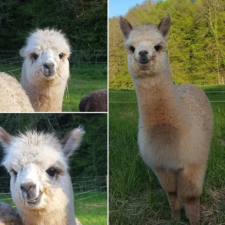 La Ferme Des Andes 3*