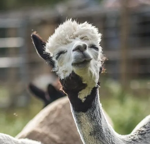 Bed and Breakfast La Ferme Des Andes Quins