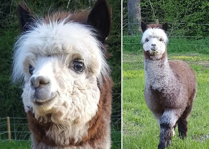 Bed and Breakfast La Ferme Des Andes 3*