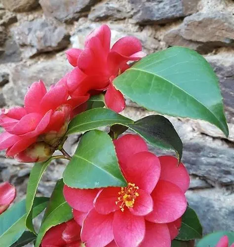 La Ferme Des Andes 3*