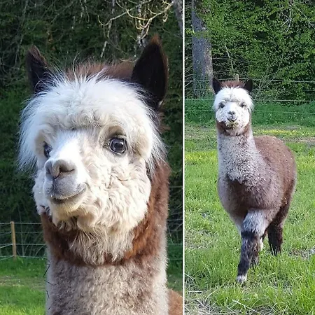 Bed & Breakfast La Ferme Des Andes 3*